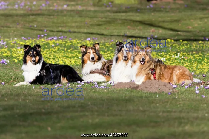 : 80185998 Rough Collie - four dogs in park Hessen : 80185998 Rough Collie - four dogs in park Hessen
