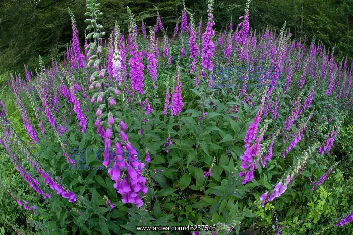 : 80185999 Foxglove - flowering plants - fisheye perspective : 80185999 Foxglove - flowering plants - fisheye perspective