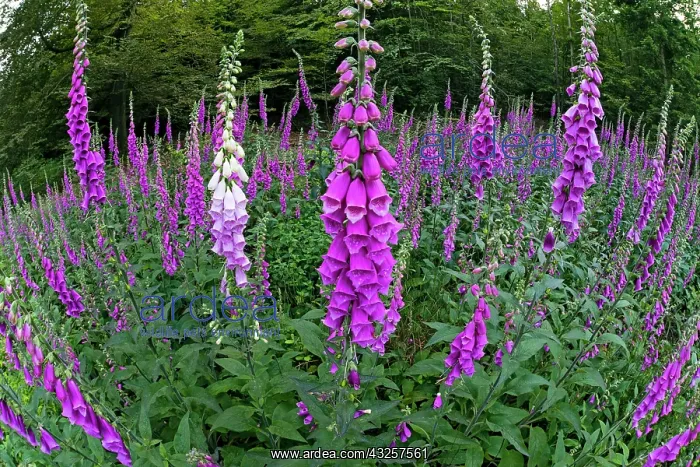: 80186000 Foxglove - flowering plants - fisheye perspective : 80186000 Foxglove - flowering plants - fisheye perspective