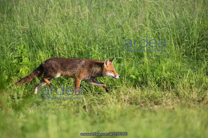 : 80186001 Red Fox - stalking after prey on meadow : 80186001 Red Fox - stalking after prey on meadow