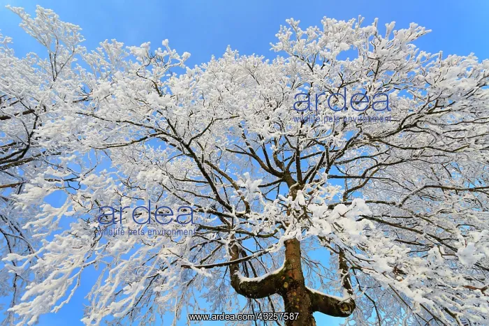 : 80186002 Norway Maple - tree covered in hoar frost : 80186002 Norway Maple - tree covered in hoar frost