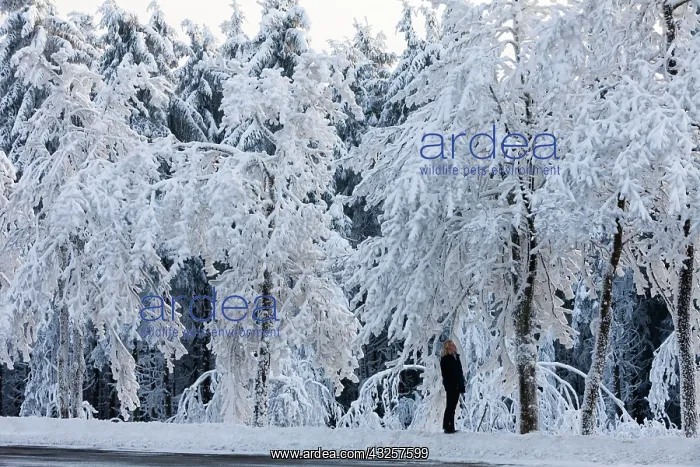 : 80186003 Hoar Frost - trees and frost being observed : 80186003 Hoar Frost - trees and frost being observed