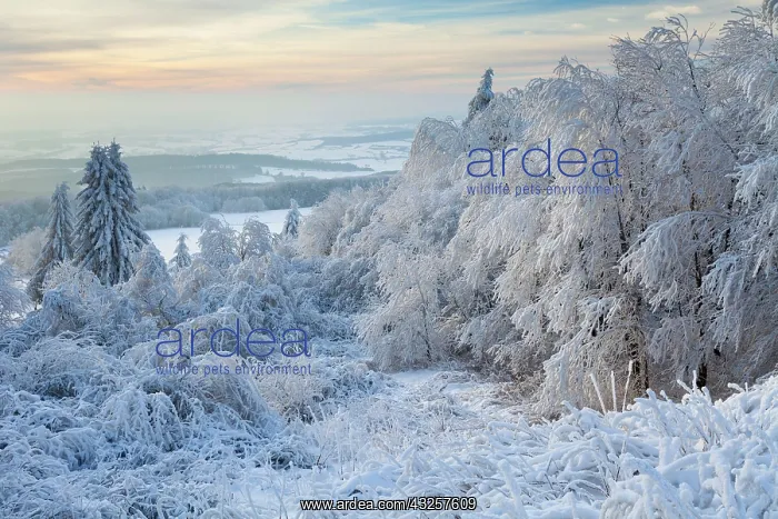 : 80186004 Hoar Frost - trees and vegetation covered : 80186004 Hoar Frost - trees and vegetation covered