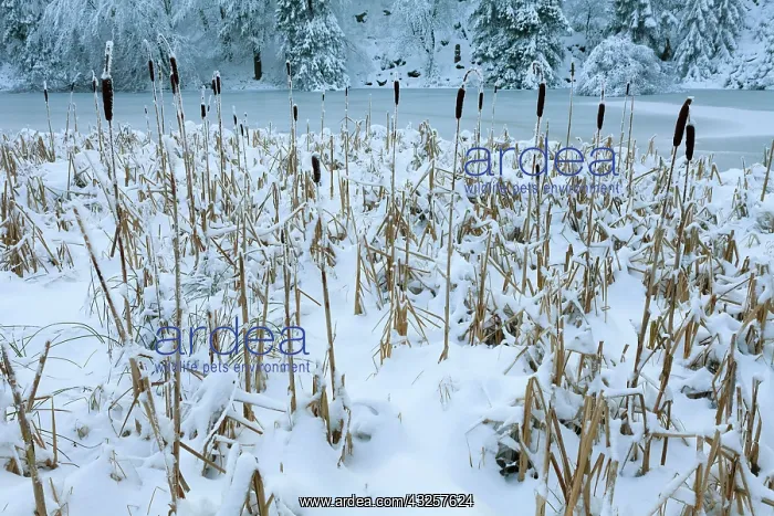 : 80186005 Greater Reed-Mace - Bulrush - covered in : 80186005 Greater Reed-Mace - Bulrush - covered in