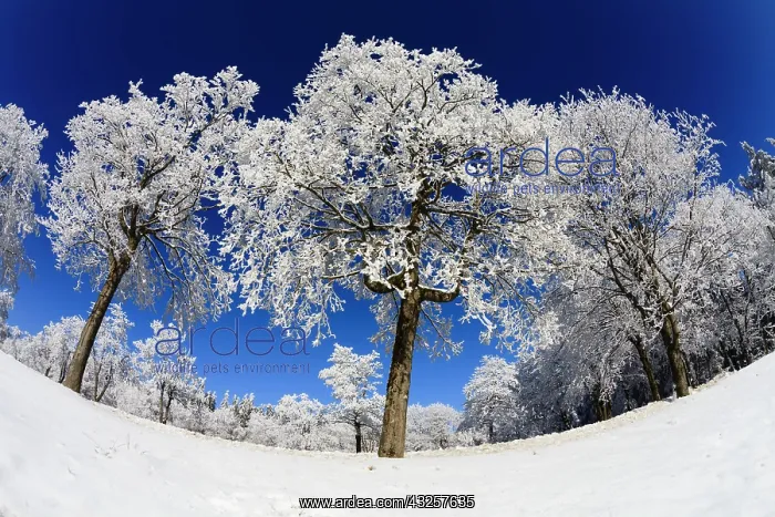 : 80186006 Norway Maple - trees covered in hoar frost : 80186006 Norway Maple - trees covered in hoar frost