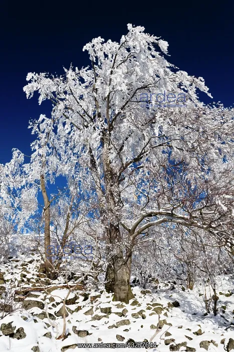 : 80186007 Beech Tree - covered in severe hoar frost : 80186007 Beech Tree - covered in severe hoar frost