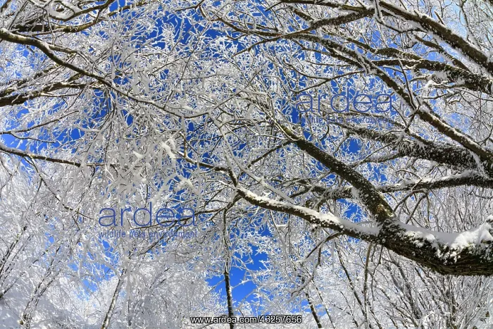 : 80186008 Willow Trees - covered in severe hoar frost : 80186008 Willow Trees - covered in severe hoar frost