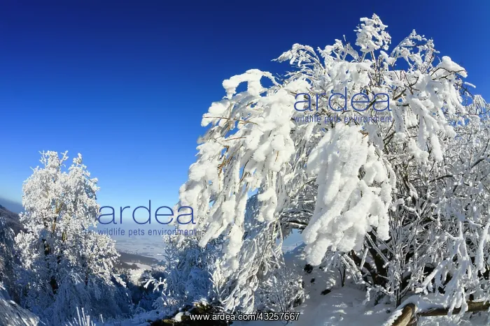 : 80186009 Hoar Frost - trees and vegetation covered : 80186009 Hoar Frost - trees and vegetation covered
