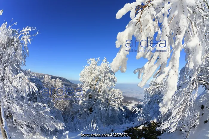: 80186010 Hoar Frost - trees and vegetation covered : 80186010 Hoar Frost - trees and vegetation covered