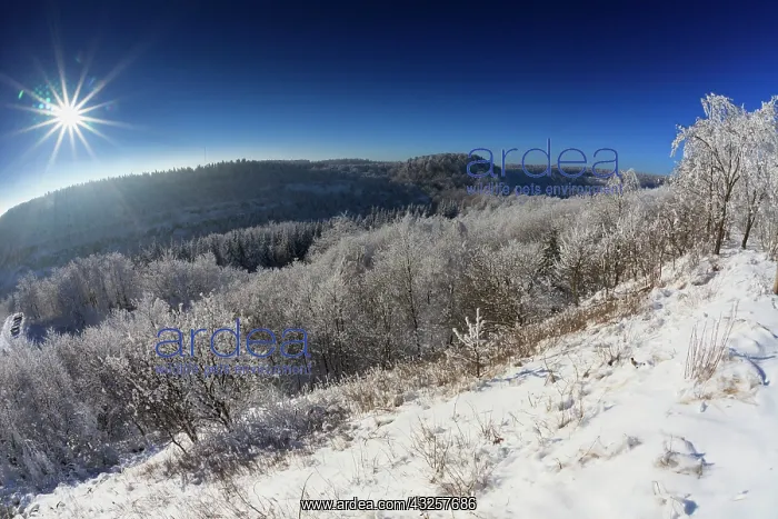 : 80186011 Hoar Frost - trees and vegetation covered : 80186011 Hoar Frost - trees and vegetation covered