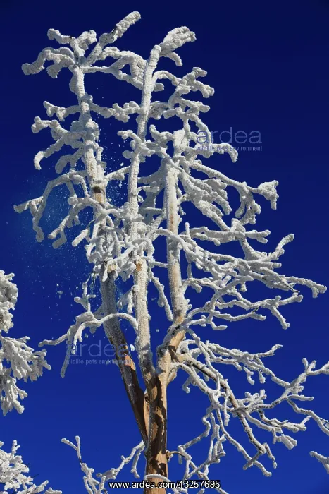  : 80186012 Hoar Frost - dead tree covered in severe