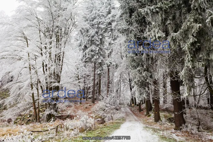 : 80186013 Hoar Frost - trees and vegetation covered : 80186013 Hoar Frost - trees and vegetation covered