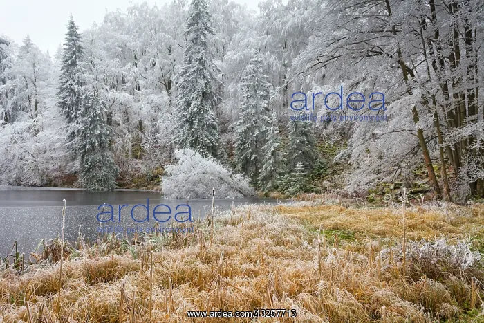 : 80186014 Hoar Frost - trees and vegetation covered : 80186014 Hoar Frost - trees and vegetation covered
