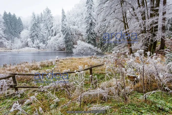 : 80186015 Hoar Frost - trees and vegetation covered : 80186015 Hoar Frost - trees and vegetation covered