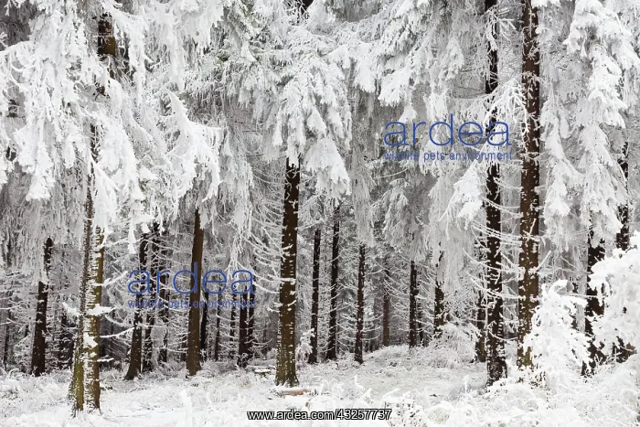 : 80186016 Hoar Frost - Norway Spruce trees - covered : 80186016 Hoar Frost - Norway Spruce trees - covered