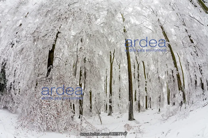 : 80186017 Beech Woodland - covered in severe hoar : 80186017 Beech Woodland - covered in severe hoar