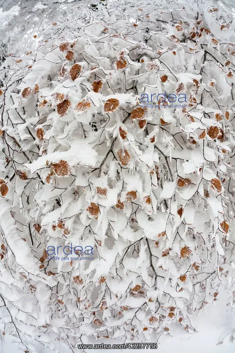 : 80186018 Beech Tree - branches and autum coloured : 80186018 Beech Tree - branches and autum coloured