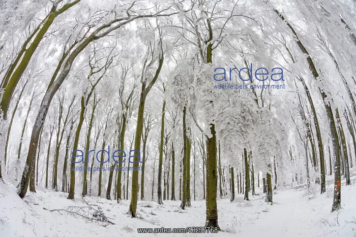 : 80186019 Beech Woodland - covered in severe hoar : 80186019 Beech Woodland - covered in severe hoar