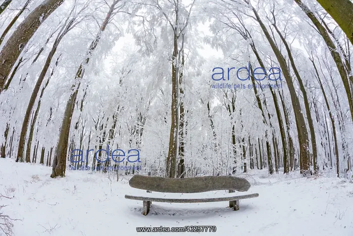 : 80186020 Wooden Bench - in beech woodland - covered : 80186020 Wooden Bench - in beech woodland - covered