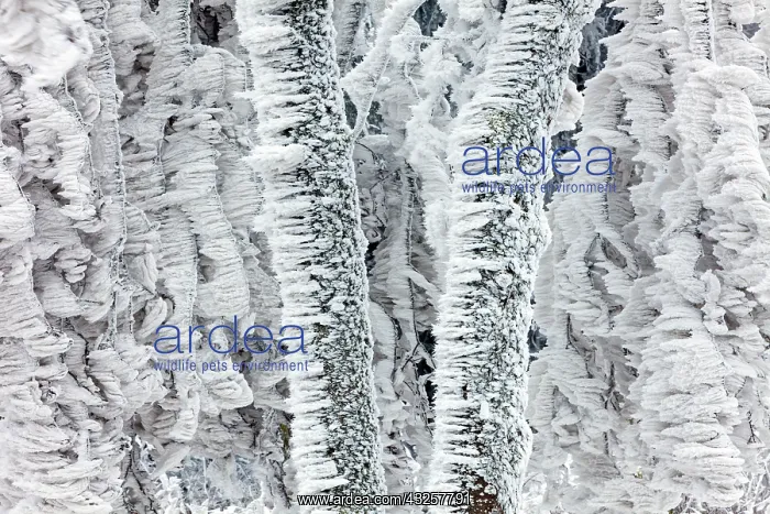: 80186021 Trees - stems and branches - covered in : 80186021 Trees - stems and branches - covered in