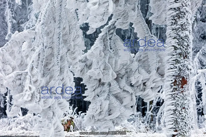 : 80186022 Trees - stems and branches - covered in : 80186022 Trees - stems and branches - covered in