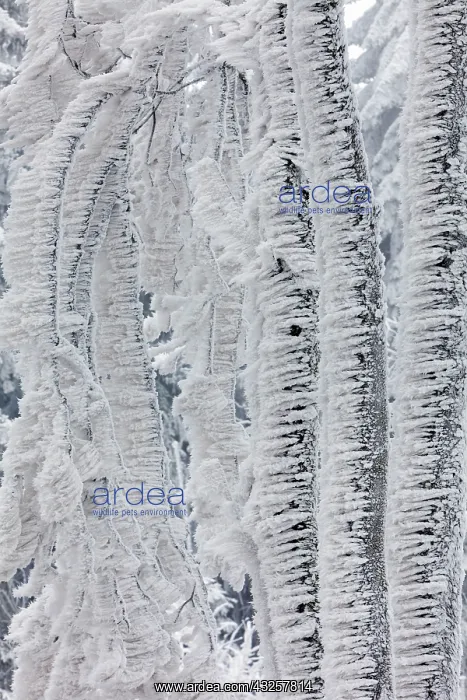  : 80186023 Trees - stems and branches - covered in