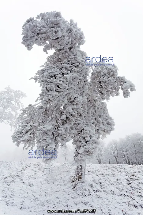 : 80186024 Trees - covered in severe hoar frost Meissner : 80186024 Trees - covered in severe hoar frost Meissner