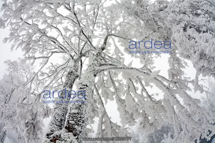 : 80186025 Trees - covered in severe hoar frost Meissner : 80186025 Trees - covered in severe hoar frost Meissner