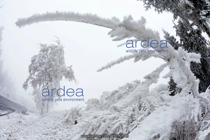 : 80186026 Trees and Vegetation - covered in severe : 80186026 Trees and Vegetation - covered in severe
