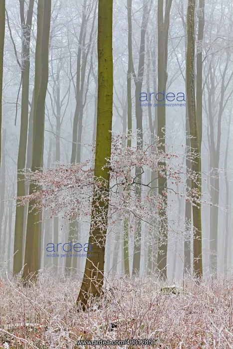 : 80186027 Beech Woodland - covered in severe hoar : 80186027 Beech Woodland - covered in severe hoar