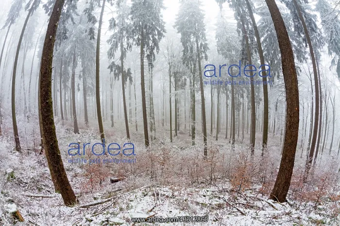 : 80186028 Mixed Woodland - trees and vegetation - : 80186028 Mixed Woodland - trees and vegetation -