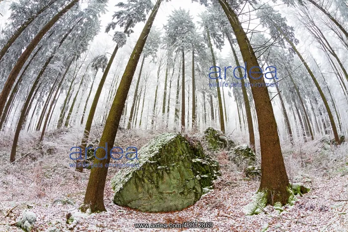 : 80186029 Norway Spruce Trees - vegetation and basalt : 80186029 Norway Spruce Trees - vegetation and basalt