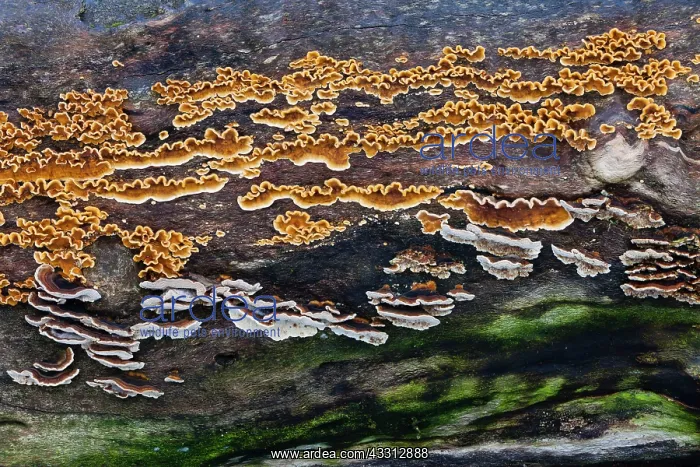  : 80186031 Fungus - various species - growing on dead