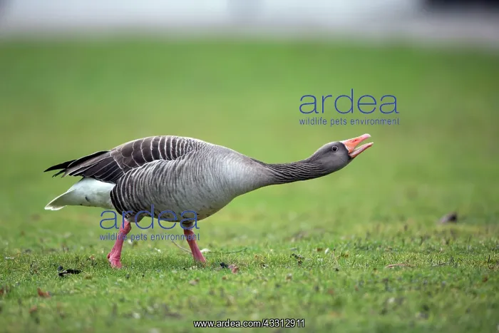: 80186033 Greylag Goose - in threatening posture : 80186033 Greylag Goose - in threatening posture