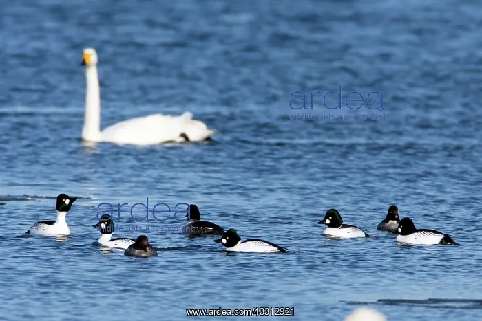 : 80186034 Common Goldeneye - drakes and ducks - resting : 80186034 Common Goldeneye - drakes and ducks - resting