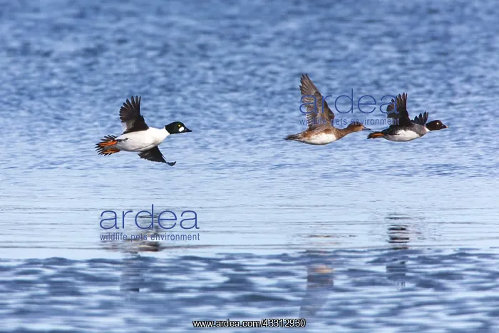: 80186035 Common Goldeneye - drake and duck in flight : 80186035 Common Goldeneye - drake and duck in flight