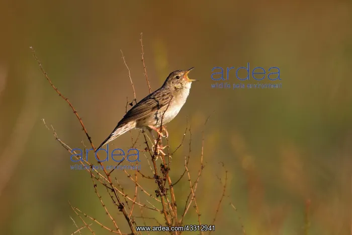 : 80186036 Grasshopper Warbler - singing fron plant : 80186036 Grasshopper Warbler - singing fron plant