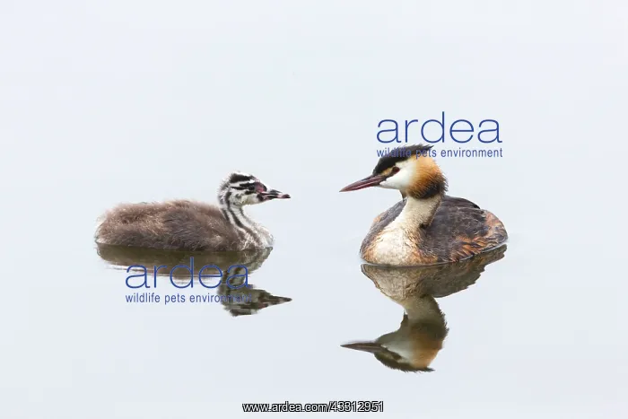 : 80186037 Great Crested Grebe - parent bird - with : 80186037 Great Crested Grebe - parent bird - with