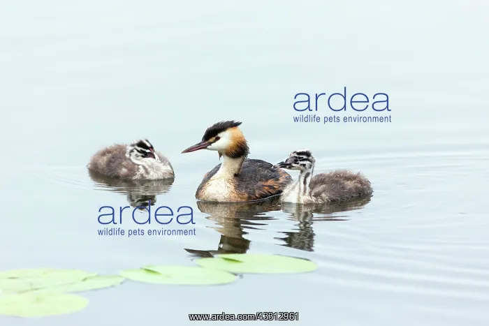 : 80186038 Great Crested Grebe - parent bird - with : 80186038 Great Crested Grebe - parent bird - with