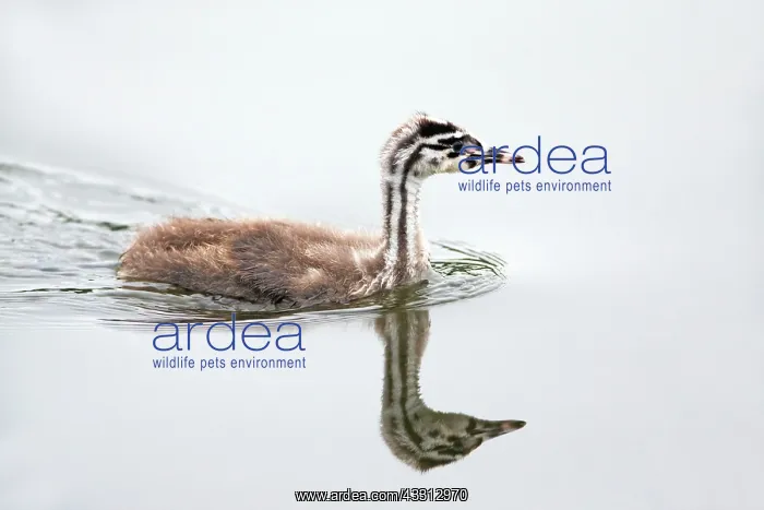: 80186039 Great Crested Grebe - chick swimming on : 80186039 Great Crested Grebe - chick swimming on