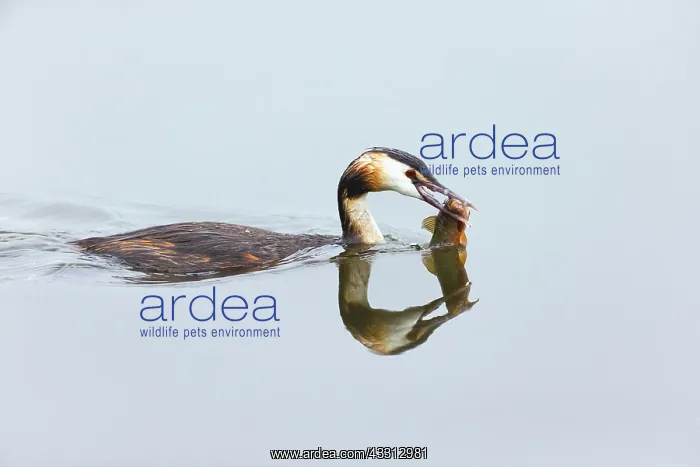 : 80186040 Great Crested Grebe - with caught fish : 80186040 Great Crested Grebe - with caught fish