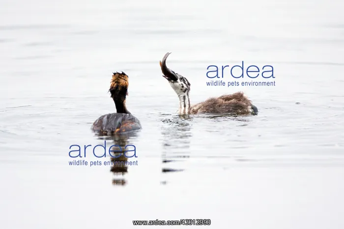 : 80186041 Great Crested Grebe - chick swallowing : 80186041 Great Crested Grebe - chick swallowing