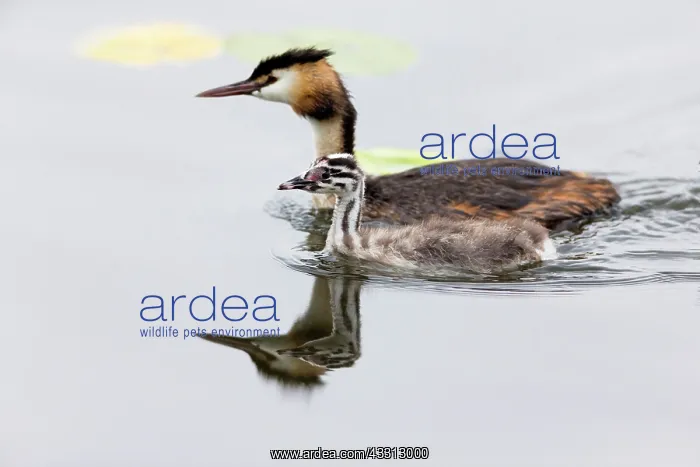 : 80186042 Great Crested Grebe - parent bird with : 80186042 Great Crested Grebe - parent bird with