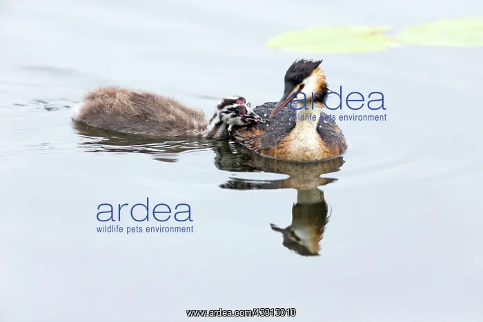 : 80186043 Great Crested Grebe - chick begging for : 80186043 Great Crested Grebe - chick begging for