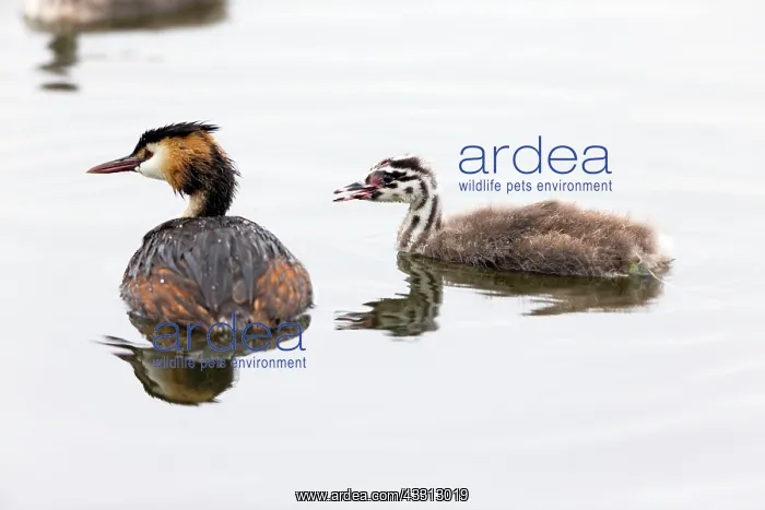 : 80186044 Great Crested Grebe - parent bird - with : 80186044 Great Crested Grebe - parent bird - with