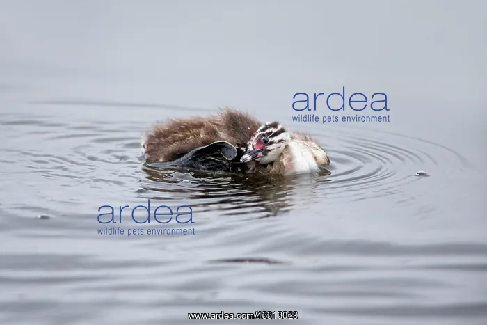 : 80186045 Great Crested Grebe - chick scratching : 80186045 Great Crested Grebe - chick scratching