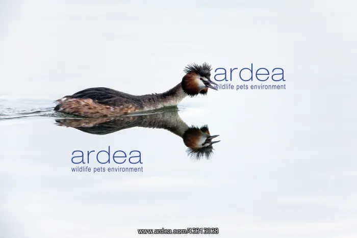 : 80186046 Great Crested Grebe - territorial male : 80186046 Great Crested Grebe - territorial male