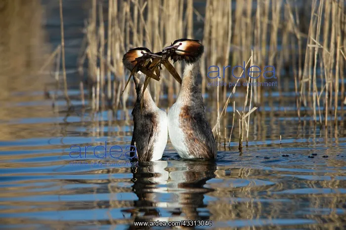: 80186047 Great Crested Grebe - pair courtship diplaying : 80186047 Great Crested Grebe - pair courtship diplaying