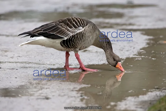 : 80186052 Greylag Goose - drinking from puddle in : 80186052 Greylag Goose - drinking from puddle in