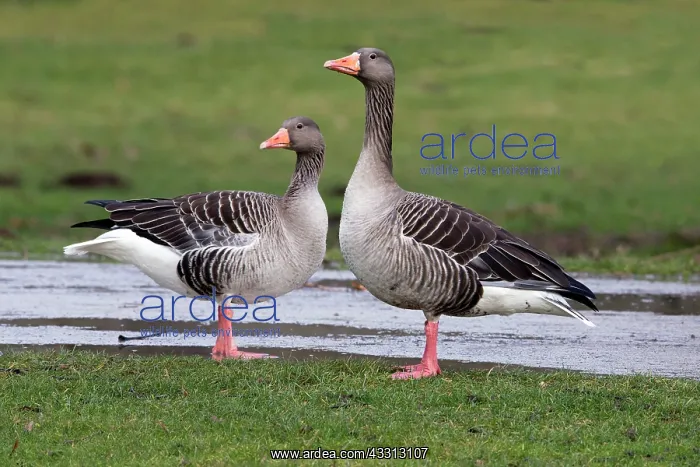 : 80186053 Greylag Goose - pair resting - in park : 80186053 Greylag Goose - pair resting - in park